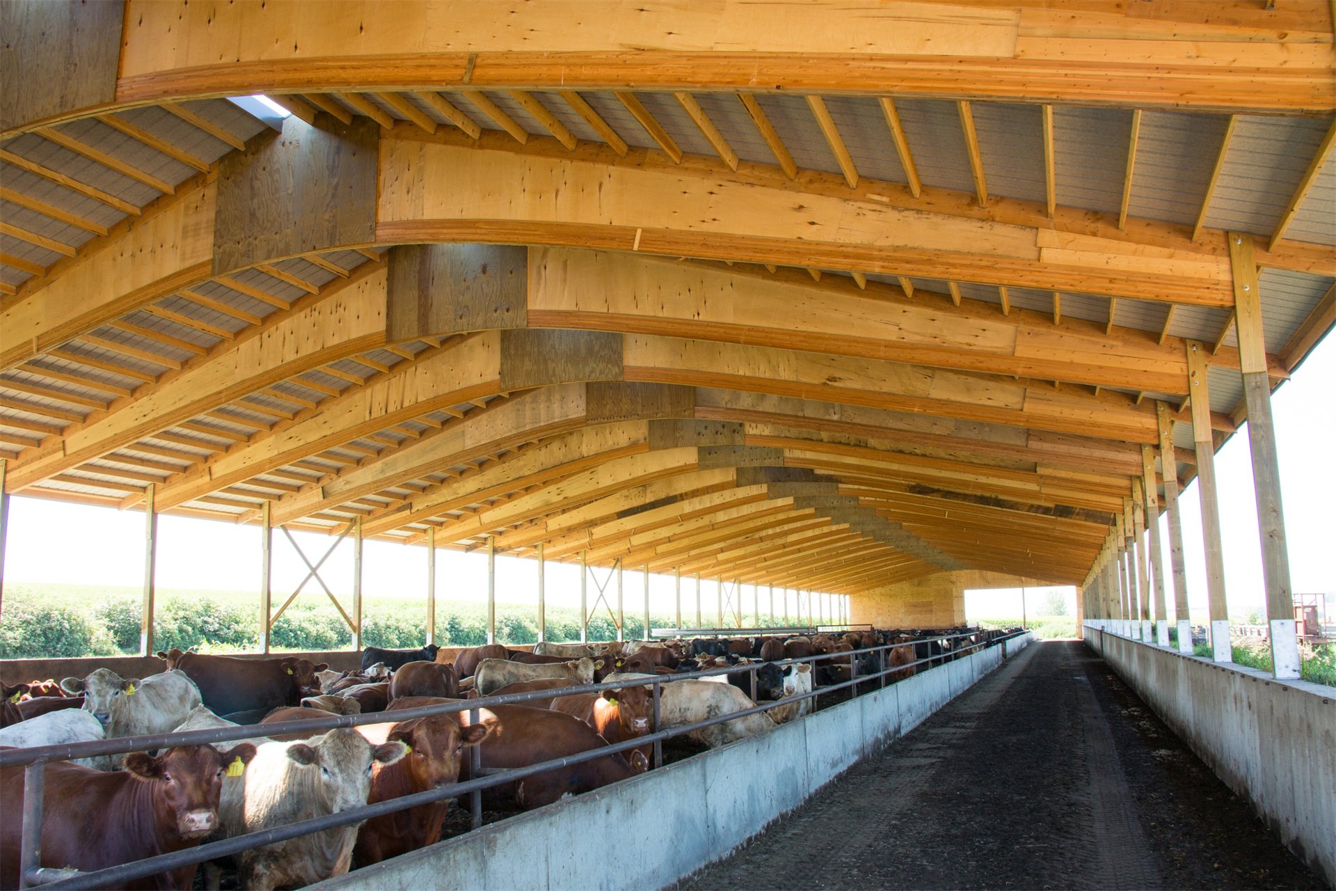Cattle confinement remodel in Cherokee, Iowa